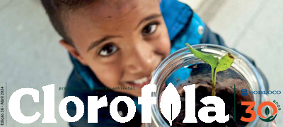 2404 boletim clorofila