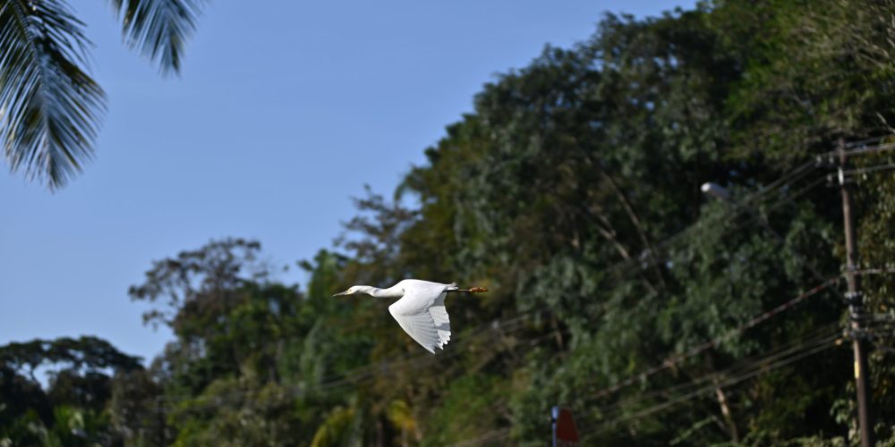 DSC_7274