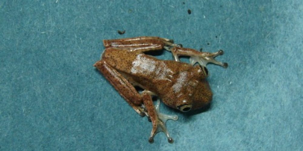 imagem-fotos-videos-fauna-flora (1) (Grande)