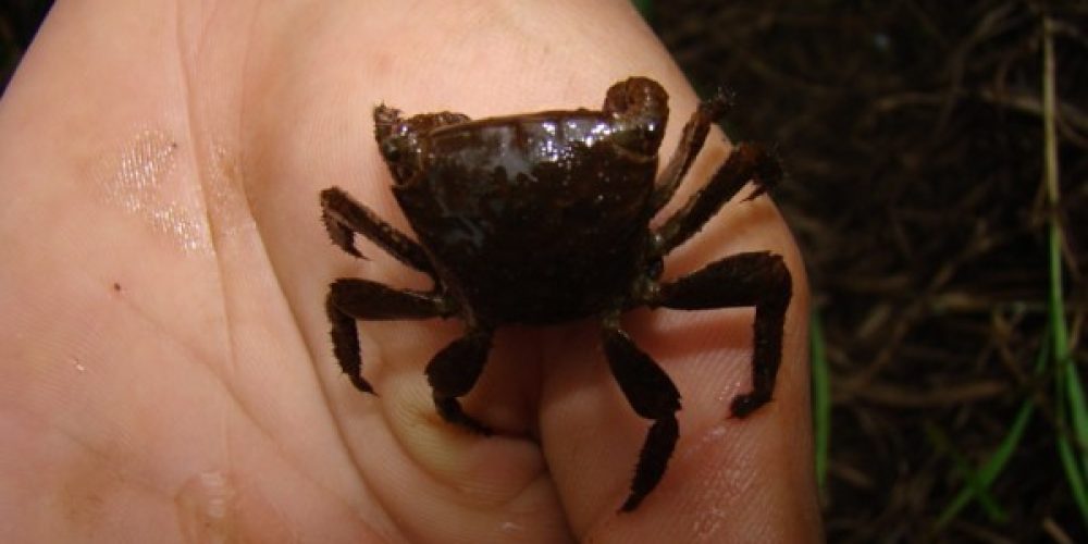 imagem-fotos-videos-fauna-flora (10) (Grande)