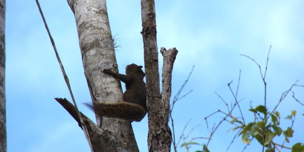 imagem-fotos-videos-fauna-flora (11) (Grande)