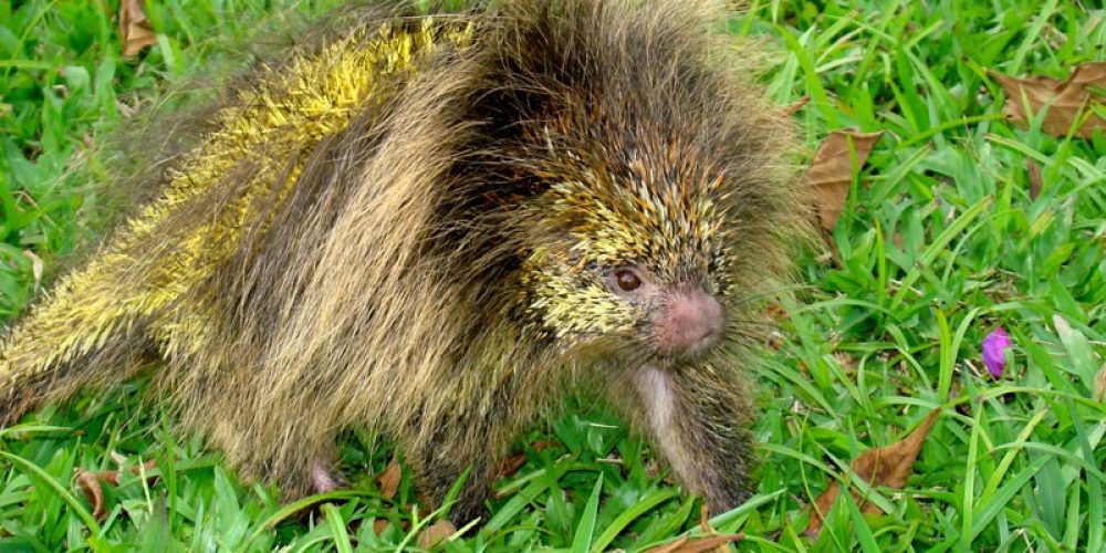 imagem-fotos-videos-fauna-flora (12) (Grande)