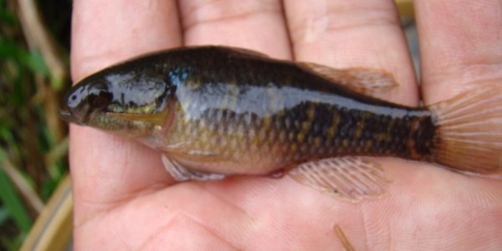 imagem-fotos-videos-fauna-flora (2) (Grande)