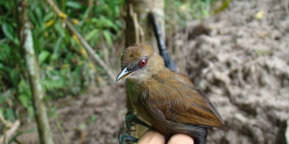 imagem-fotos-videos-fauna-flora (4) (Grande)