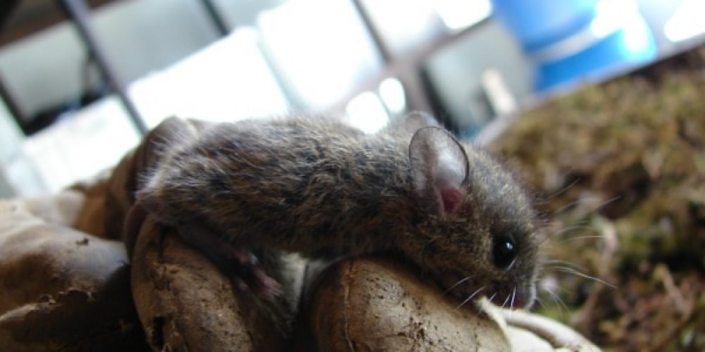 imagem-fotos-videos-fauna-flora (6) (Grande)