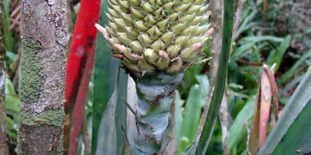 imagem-fotos-videos-fauna-flora (7) (Grande)