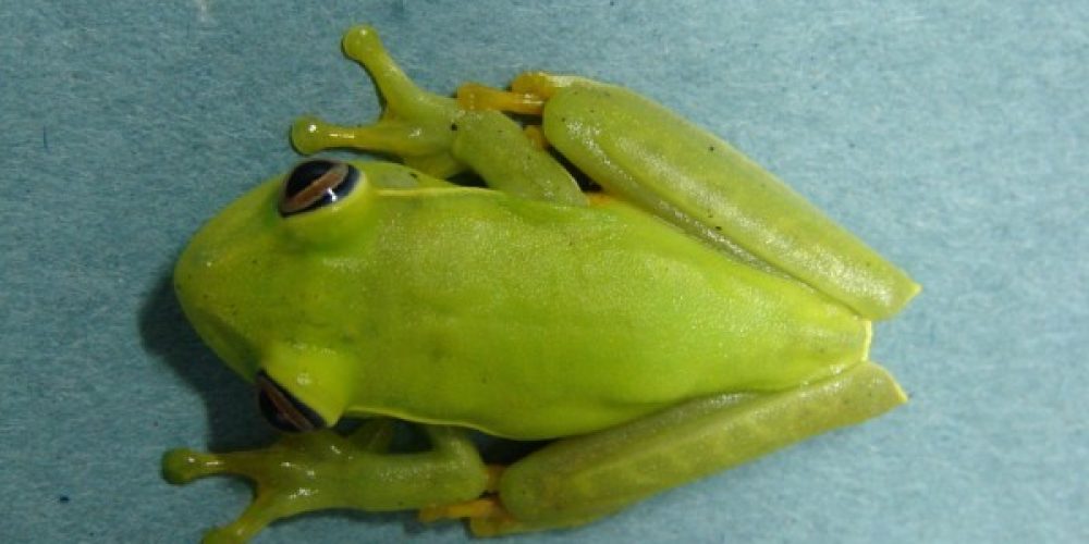 imagem-fotos-videos-fauna-flora (9) (Grande)