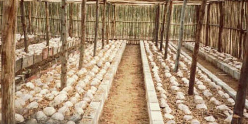 1982 - Cocos reais, vindos da Bahia, brotando no viveiro de mudas. Hoje esses cocos estão plantados nas grandes avenidas da Riviera e na faixa da praia.