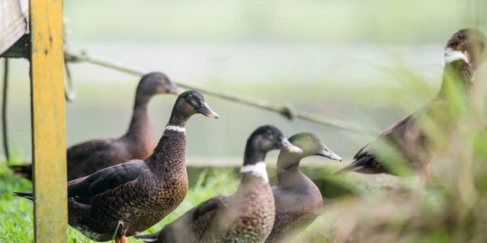 imagem-fotos-videos-saneamento (12) (Grande)