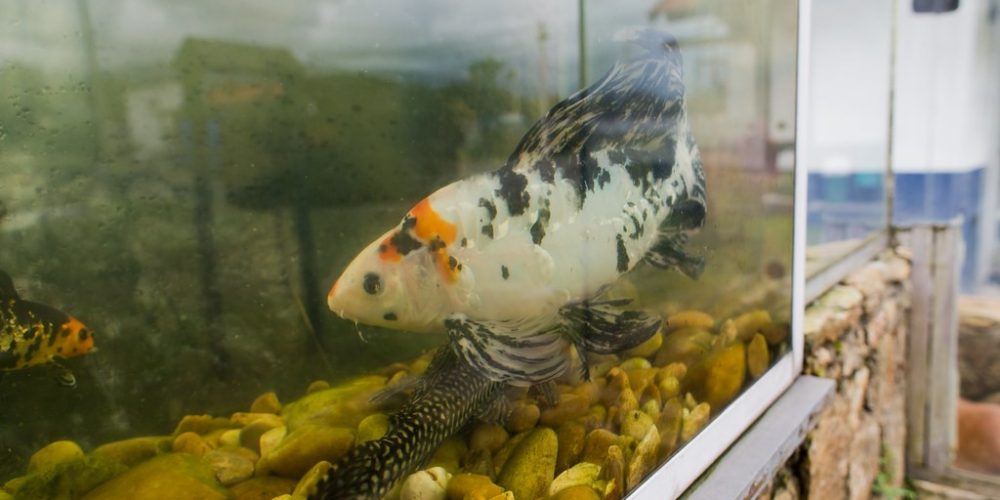 imagem-fotos-videos-saneamento (50) (Grande)