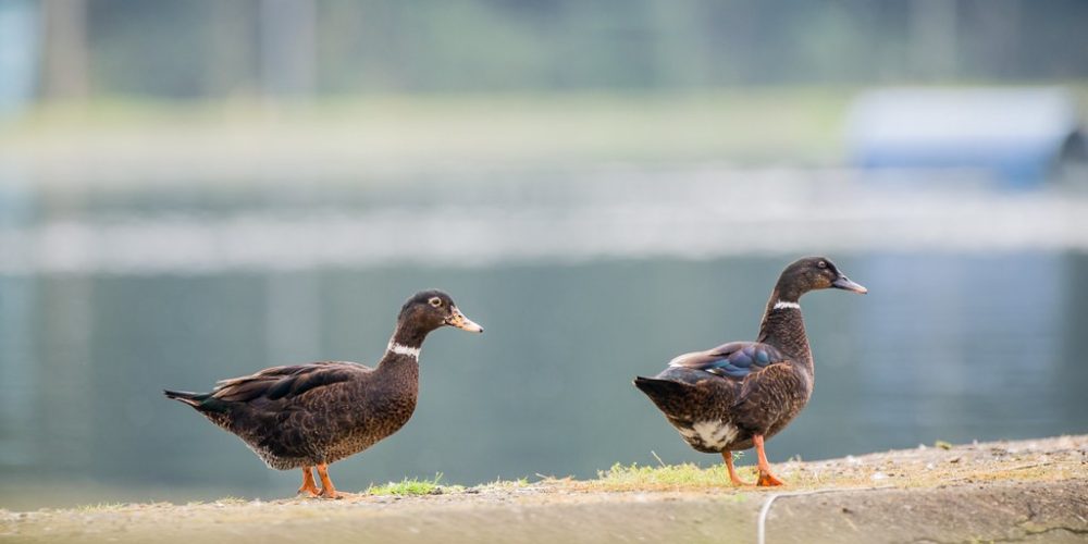 imagem-fotos-videos-saneamento (8) (Grande)