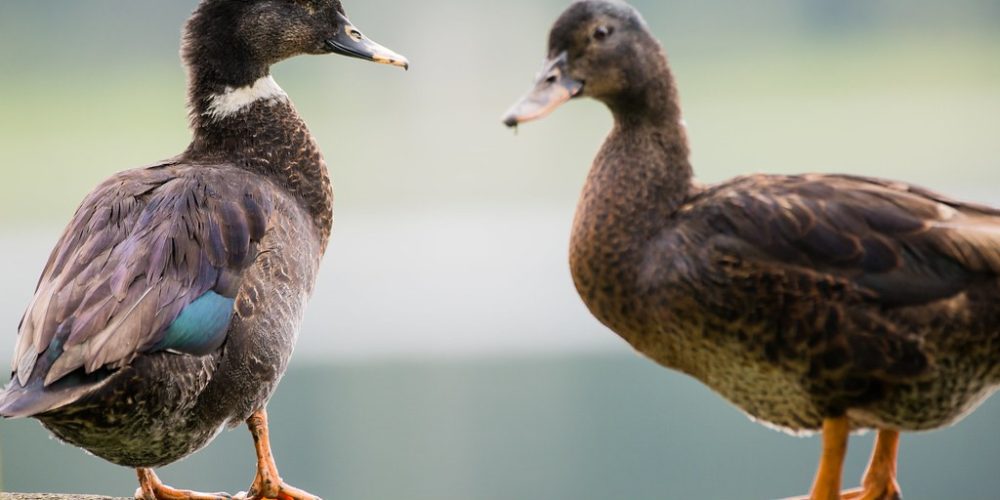 imagem-fotos-videos-saneamento (9) (Grande)